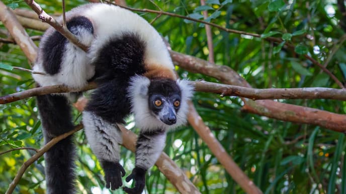 Journey to Incredible Akanin'ny Nofy