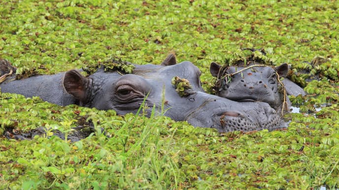 Explore the Okavango Panhandle