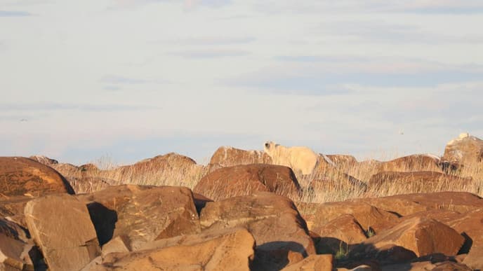 Head into the tundra