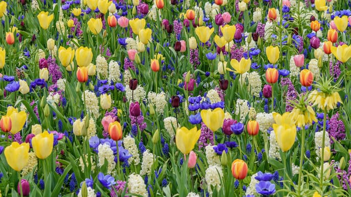 Cheese, windmills & heirloom bulbs