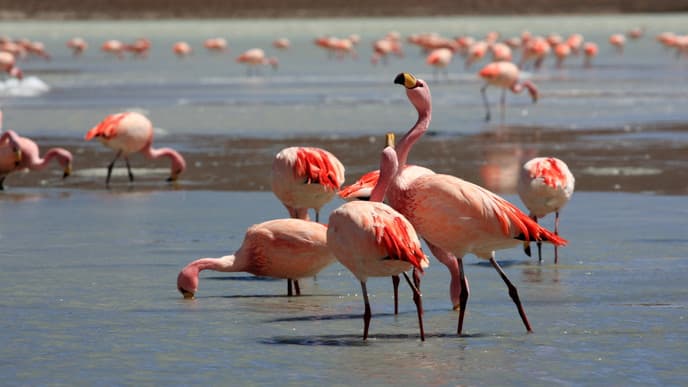 Adventure Your Way in Uyuni