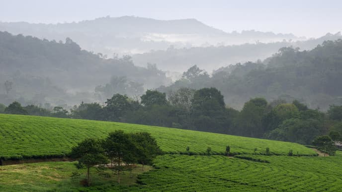 Drive To The Bwindi Impenetrable Forest