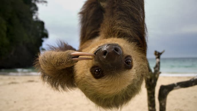 Die reiche Natur des Cahuita Nationalparks