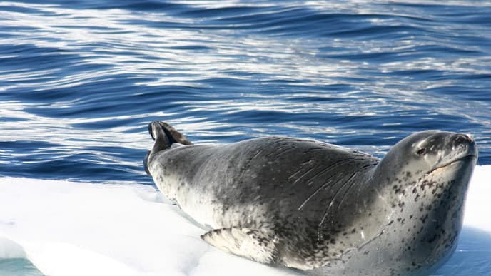 Encounter thriving colonies of penguins