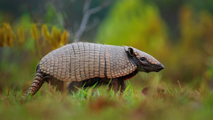 Active Day in Poconé