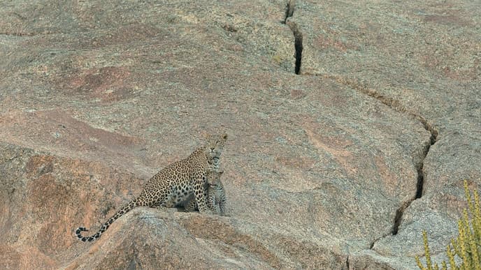 Camping in leopard country