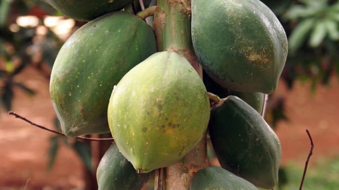 Gemüseernte, Kanu-Tour und Safari