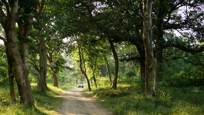 Dive deeper into Jim Corbett National Park