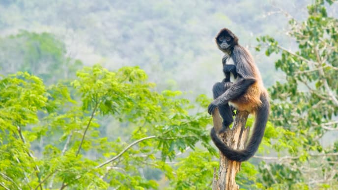 Maya-Kochkurs & Naturpark Punta Laguna