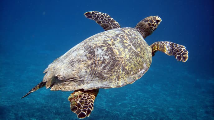 A day of snorkelling adventures