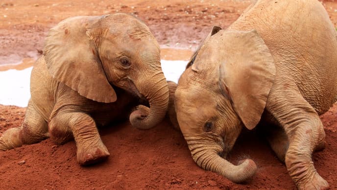 Visit the David Sheldrick Wildlife Trust