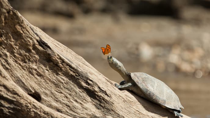 A clay lick visit & the Shintuya Hot Springs