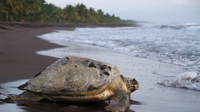 Richtung Tortuguero Nationalpark