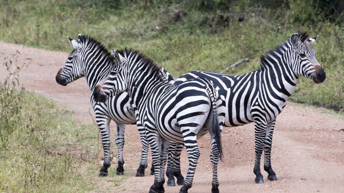 Wildlife galore