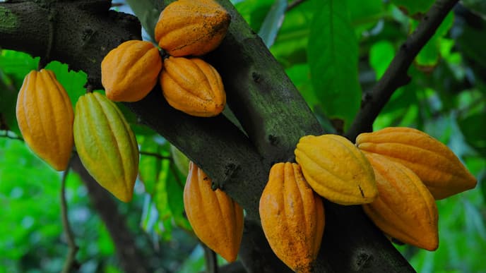 Cocoa & local culture