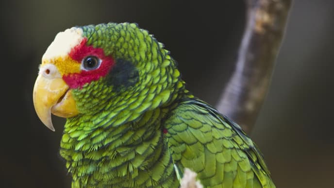 Into the western jungle