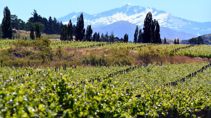 Wine touring in Otago