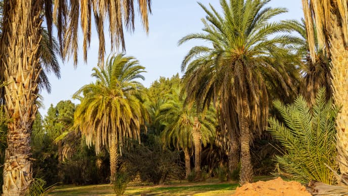 Uncover timeless beauty & Star Wars secrets