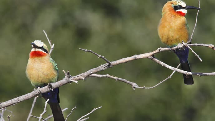 Slow your pace in the Okavango Delta