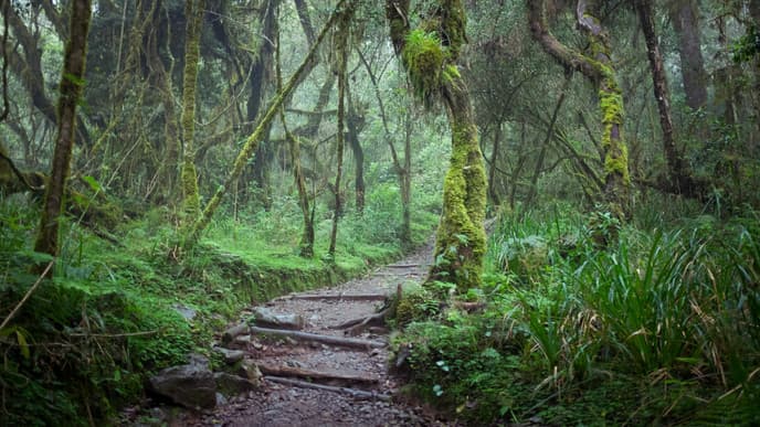 Begin Your Trek on Mount Kilimanjaro
