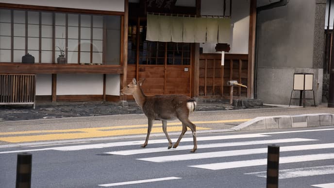 Nara, the ancient Capital of Japan