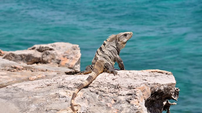 A trip to paradise: Isla Iguana