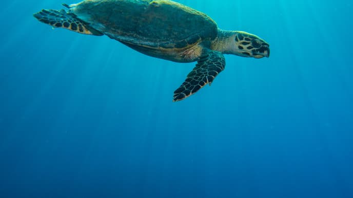 Korallen und Meerestiere an der Isla Caño