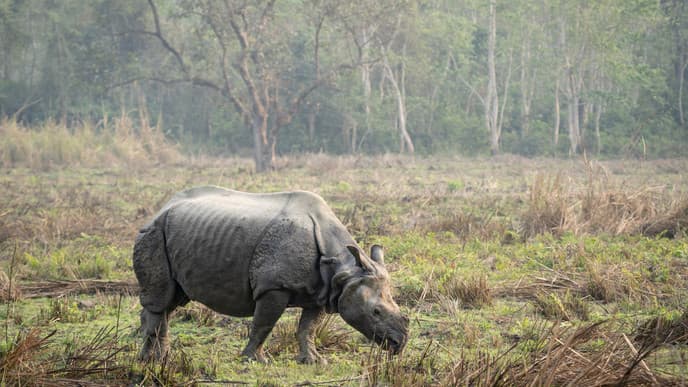Wildlife safaris in Chitwan