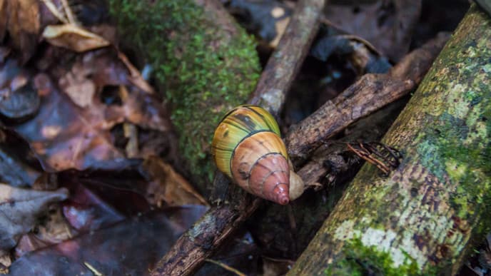 Travel to the Amazon