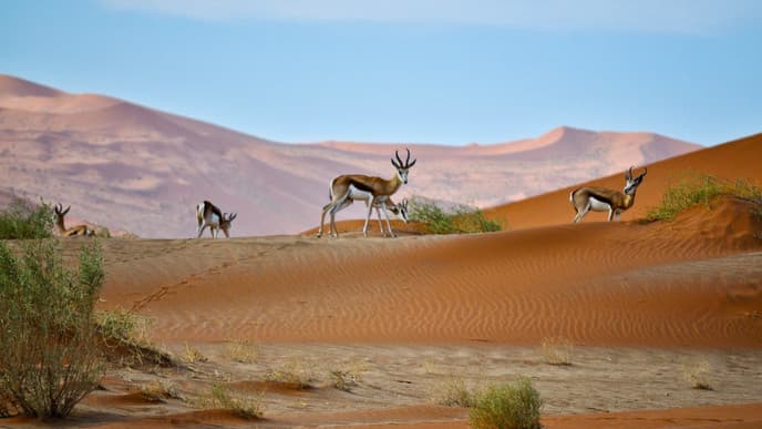 Dramatic desert beauty in Damaraland
