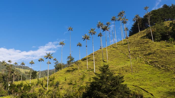 Towering palm trees & healthy avocados