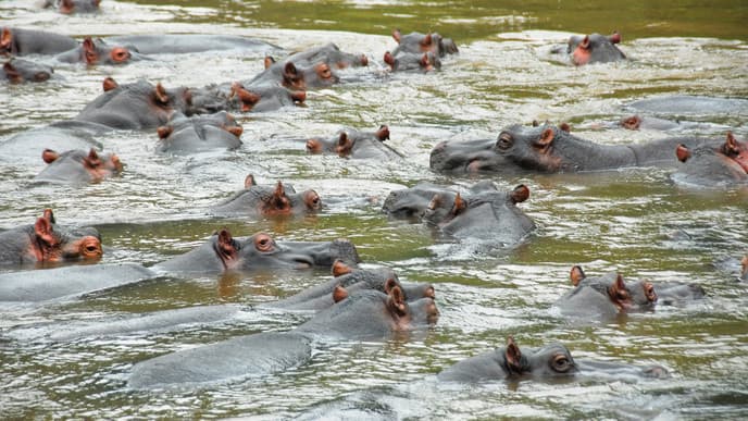 Pirschfahrt durch den Queen-Elizabeth-Nationalpark