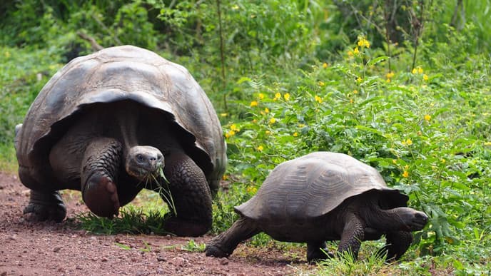 Visiting giant tortoises on Santa Cruz