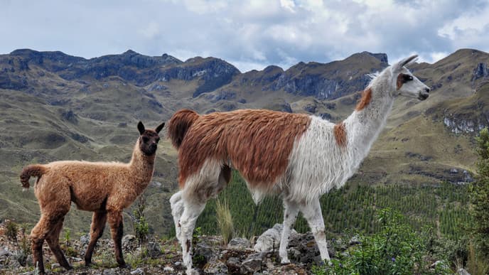 From mountains to the pearl of the Pacific