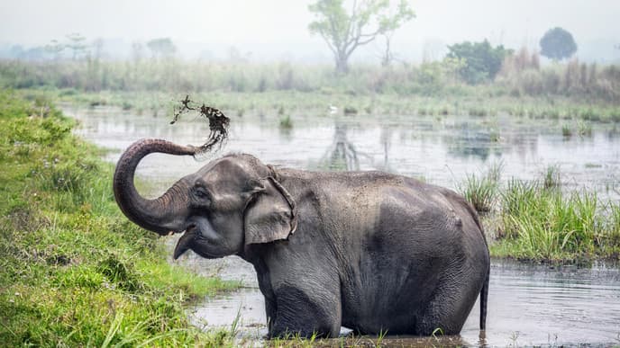 Go on an Elephant Safari Tour