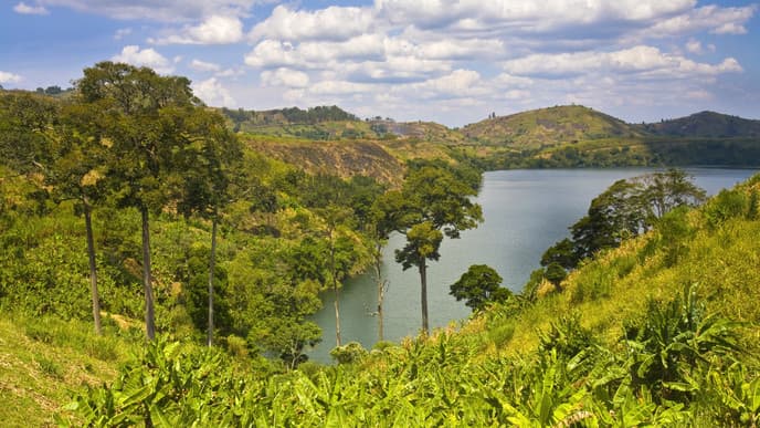 Teeplantagen der Kibale-Region