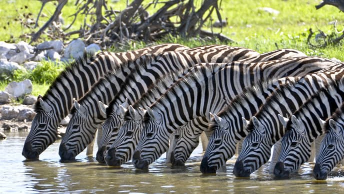 Venture into Etosha!