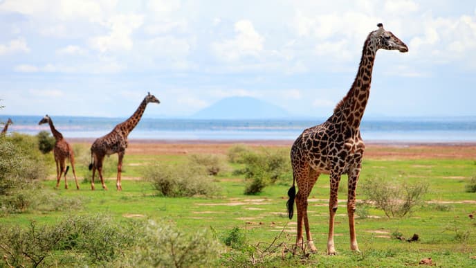 Pirschfahrt im Lake Manyara Nationalpark