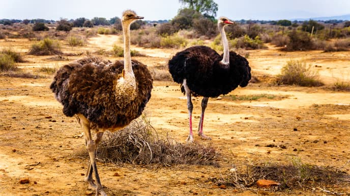 Bushveld Lunch & Safari