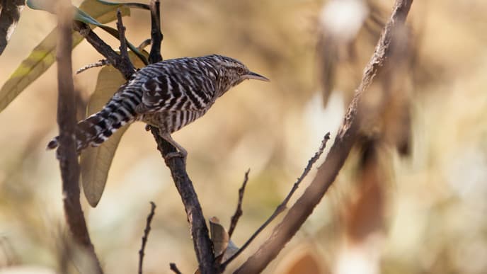 Naturschutzprojekt der indigenen Gemeinde
