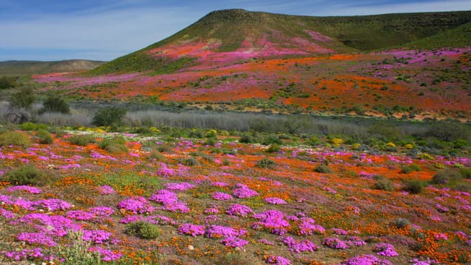 Travel Through The Scenic Cederberg Region
