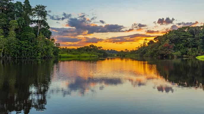 Journey into the Amazon rainforest