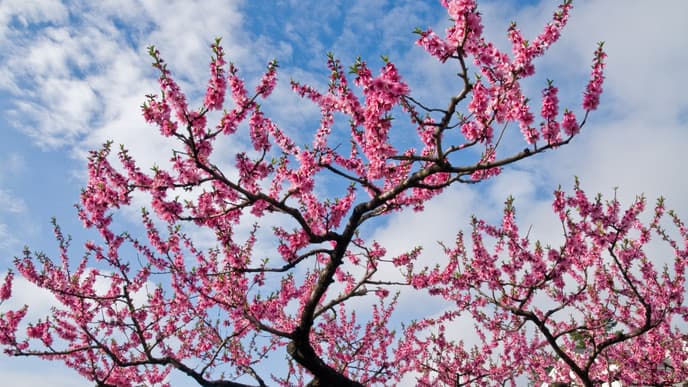 Wander Through Hakone