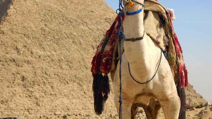 See the Magnificent Pyramids and Explore Cairo