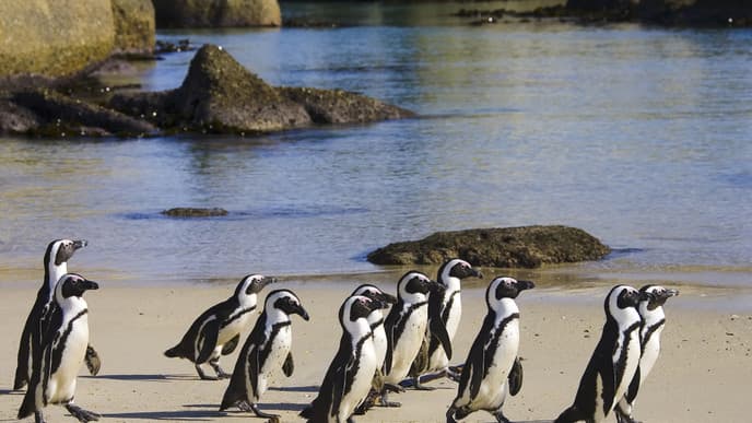 Get to know Cape Town