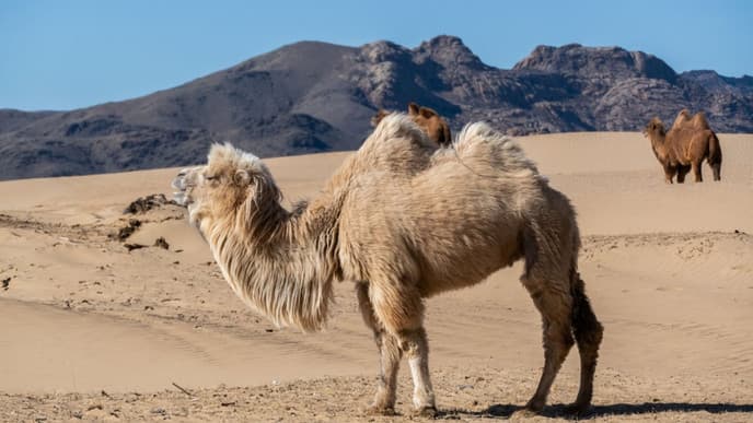 Journey to Bayan Gobi Desert