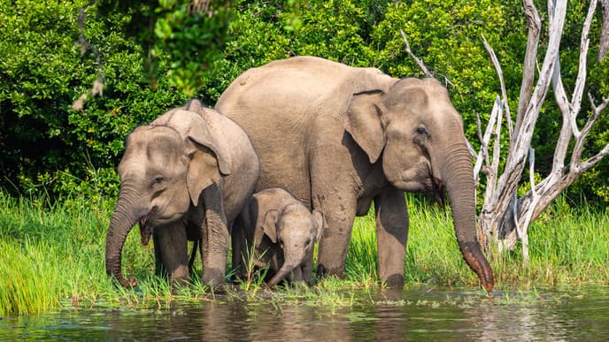 Situlpauwa Temple & safari
