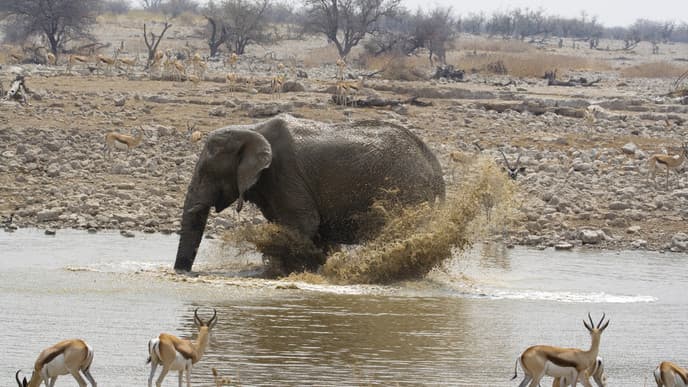 Große und kleine Tiere