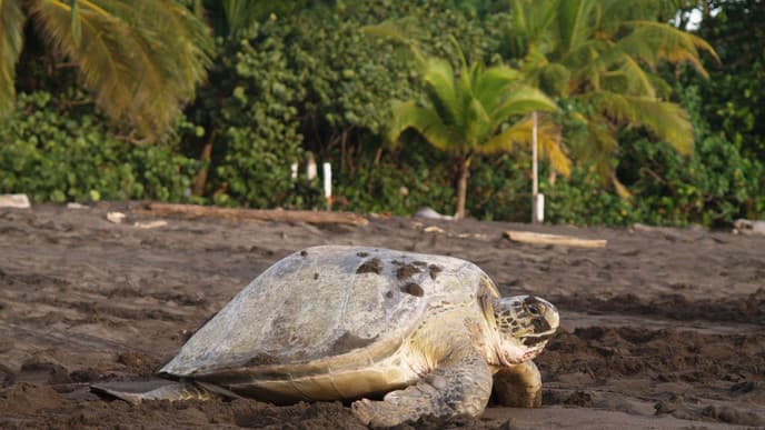 Explore the wildlife-rich Tortuguero National Park