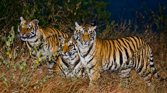 Immerse Yourself in the Serenity of the Jungle